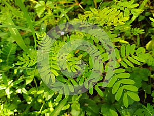 Phyllanthus niruri "Meniran" leaves that look fresh photo