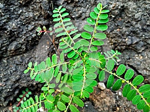 meniran plant abstract nature background photo