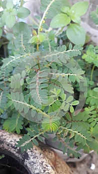 meniran tree growing wild in a pot