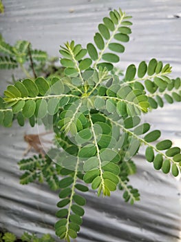 Meniran,a wild plant that is rich in antioxidants photo