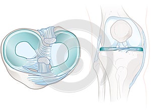 Menisci and cruciate ligaments anatomy. Illustration photo