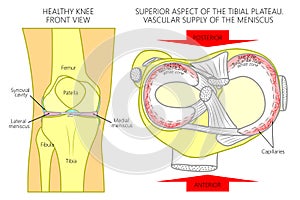 Meniscus _Blood supply_Superior view