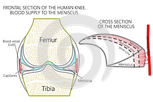 Meniscus _Blood supply photo