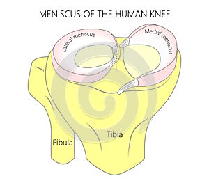 Meniscus _Human knee photo