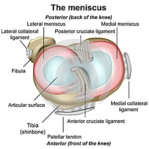 Meniscus knee anatomy medical vector illustration isolated on white background infographic