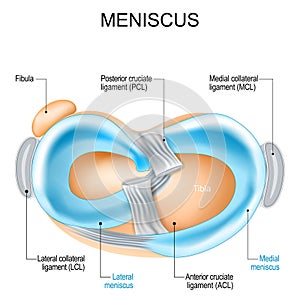 Meniscus structure. Knee joint anatomy