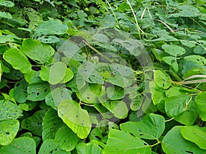 Menispermaceae plants that are starting to grow thick