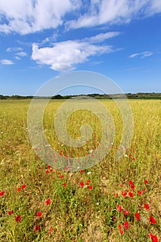 Menorca Ciutadella green grass meadows with red poppies