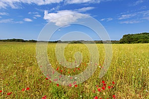 Menorca Ciutadella green grass meadows with red poppies