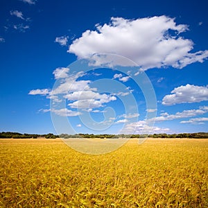 Menorca golden wheat fields in Ciutadella