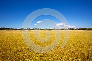 Menorca golden wheat fields in Ciutadella