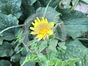 This is The dandelion at the field photo