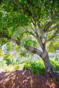 Menorca oak tree forest in northern cost near Cala Pilar