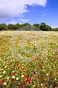 Menorca spring field with poppies and daisy flowers
