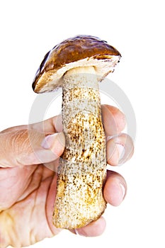 Mens fingers holds a big ceps mushroom isolated on white photo