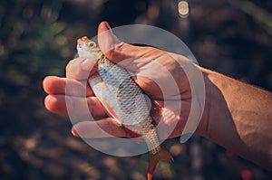 Mens hands holding a rudd fish - Scardinius erythrophthalmus -caught during fishing