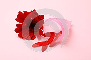 Menstrual cup and gerbera on pink background