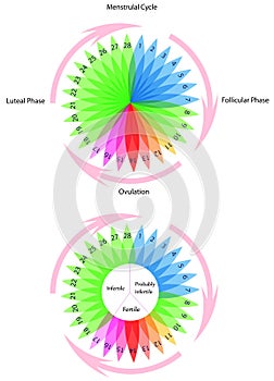 Ciclo 