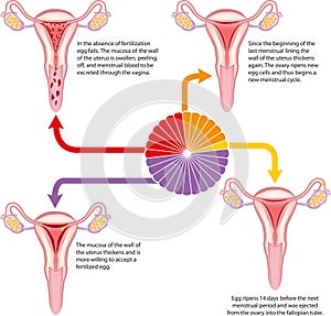 Menstrual cycle photo