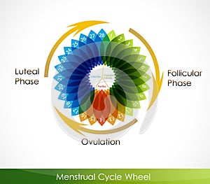 Ciclo calendario 