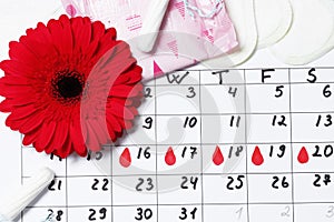 Menstrual cycle calendar. Gerbera and tampons, pads. Ovulation concept. menstruation concept