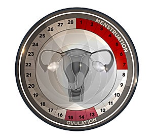 Menstrual cycle calendar reproductive system