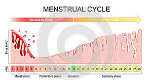 Menstrual cycle. changes in the endometrium during the menstrual cycle photo