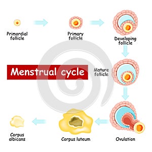 Menstrual cycle. Changes in ovary: from Developing follicle to Ovulation and Corpus luteum