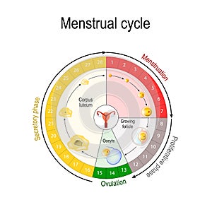 Menstrual cycle chart