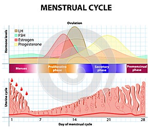 Menstrual cycle. endometrium and hormone