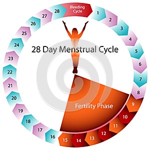 Ciclo Fertilidad cuadro 
