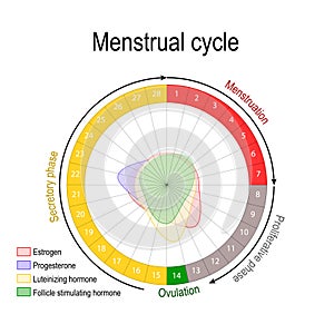 Menstrual cycle and hormone level