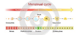 Menstrual cycle. menses and Proliferative phase, Ovulation and Secretory phase