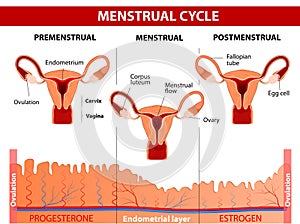 Menstruační cyklus 