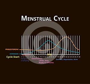 Menstrual cycle. Menstruation, ovulation. Hormones Estrogen and Progesterone. Menstrual cycle diagram. Vector