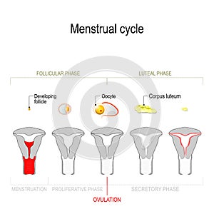 Menstrual cycle photo