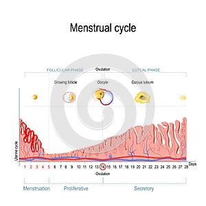 Menstrual cycle photo