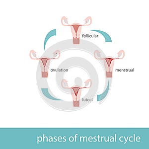 menstrual cycle phases diagram