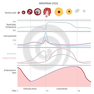 The menstrual cycle, showing changes hormones,