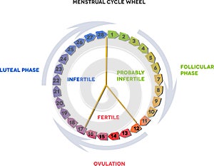 Menstrual cycle wheel