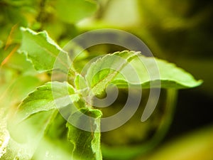 Menta Leaf