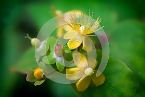 Mental health natural plant remedy. St Johns Wort flower. Selective soft focus close-up