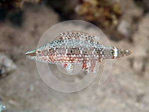 Mental wrasse