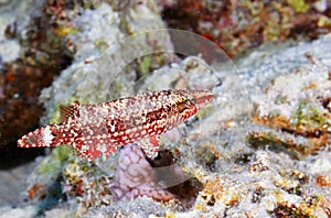 Mental wrasse