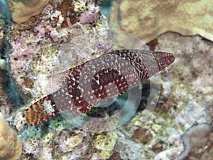 Mental wrasse