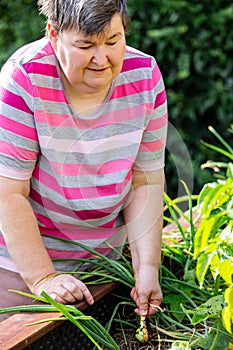 A mentally handicapped woman harvests onions from a raised bed