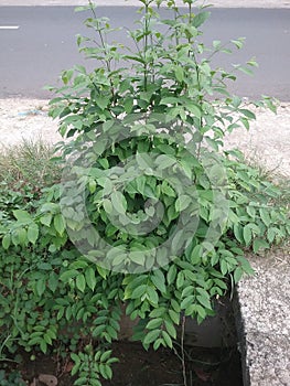 The Mentaos tree whose leaves grow symmetrically left and right on each leaf twig.