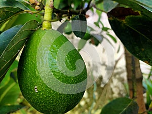Mentega Avocado Fruit