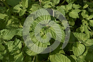 Mentha aquatica close up