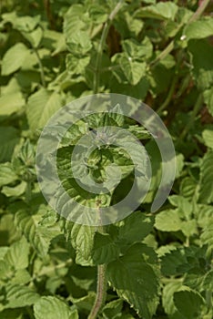 Mentha aquatica close up